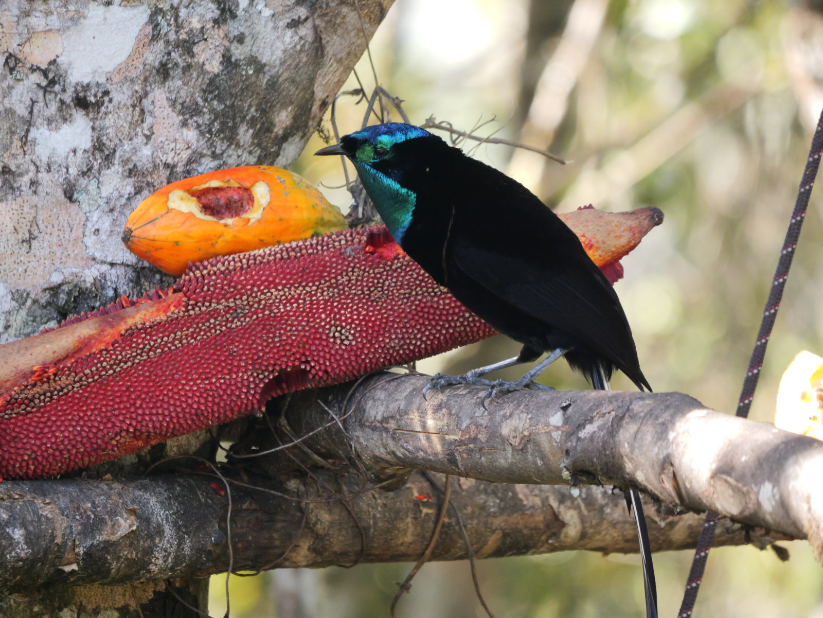 image Stephanie's Astrapia